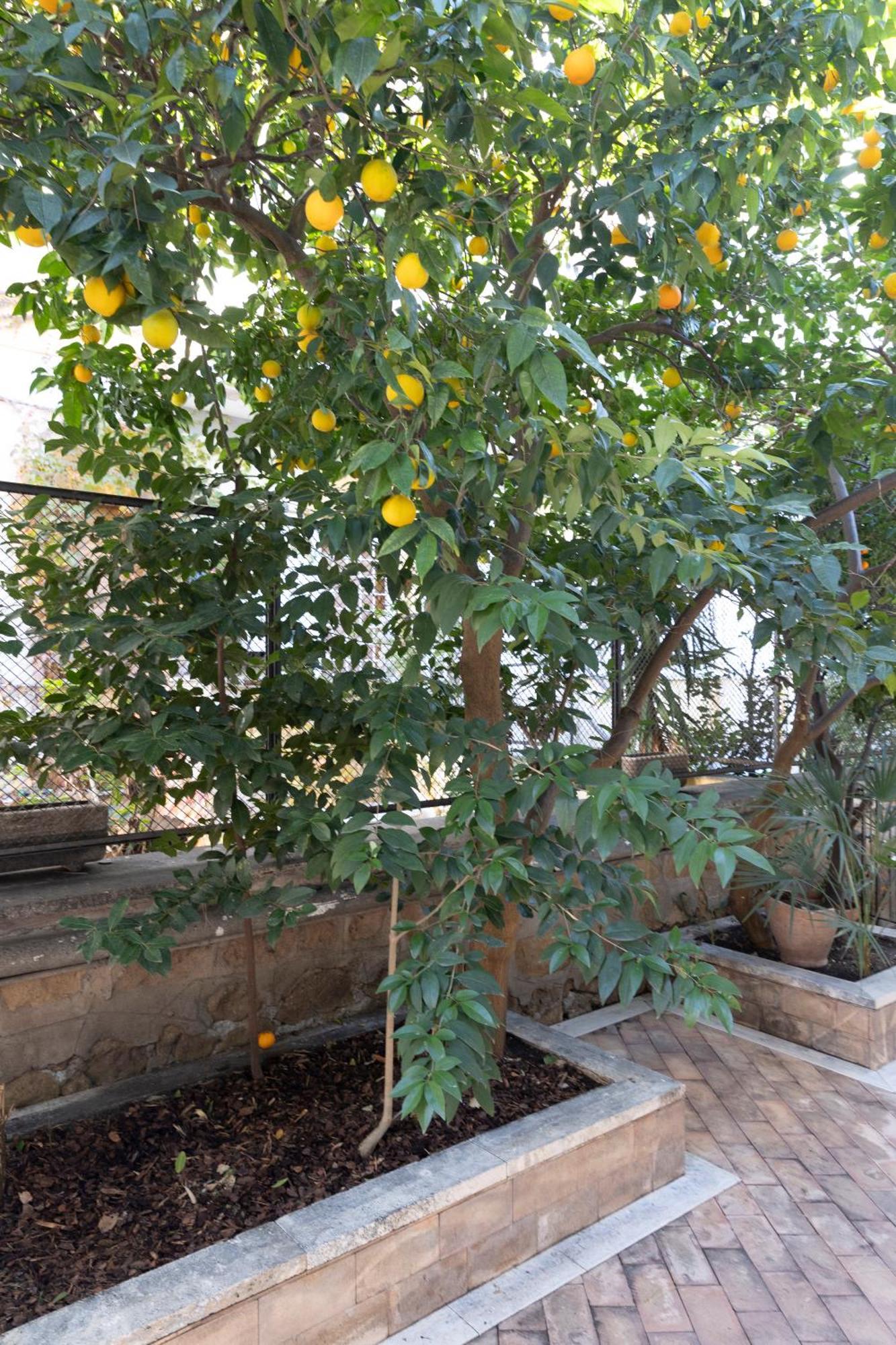 The Orange Garden Apartamento Roma Exterior foto